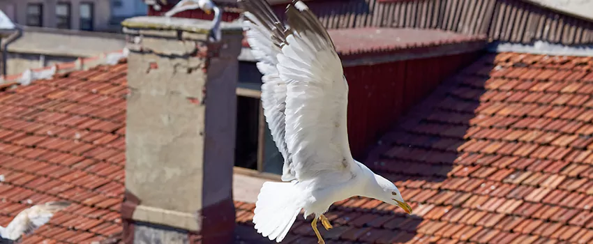 Residential Chimney Animal Removal Solution in Ponca City, OK