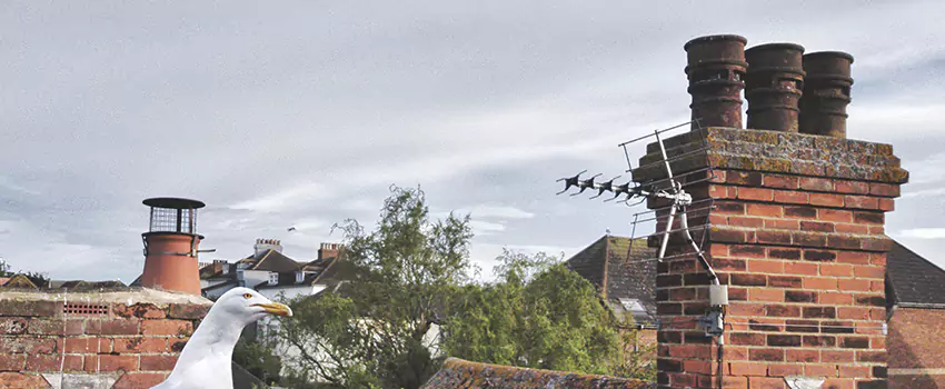 Chimney Cleaning And Restoration in Ponca City, Oklahoma